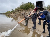 Сыктывкарские газовики выпустили в реку Вычегду мальков сига